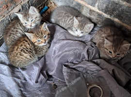 Kittens