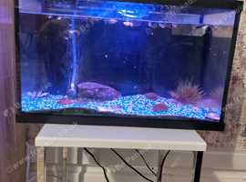 Mixed male and female guppies