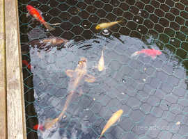 Koi carp and gold fish for sale