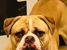 Old English bull dogge
