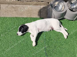 1 boy cockerjack looking for a loving home