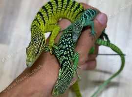 Green tree monitors