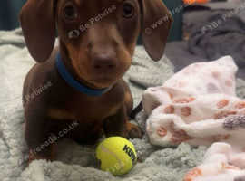 Miniature Dachshund Puppy 1 boy left!!!