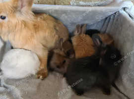 6 lionhead babys