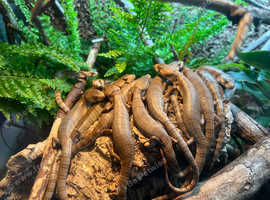 Pink tongue skink (Cyclodomorphus gerrardii)
