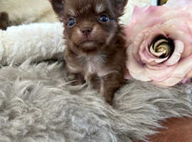 Beautiful tiny chocolate and tan pedigree longcoat GIRL