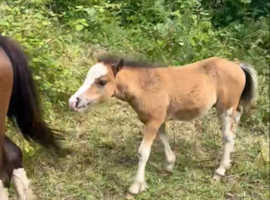 Welsh a mare and colt foal
