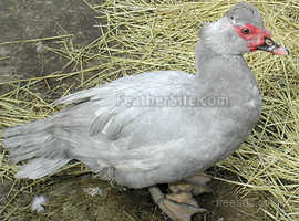 Wanted for rehoming:  Lavender Muscovy Drake