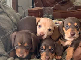 Available puppies for sale best sale near me