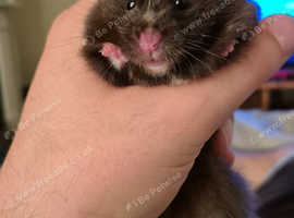 Female syrian hamster
