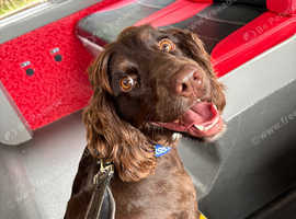 Springer spaniel age 2