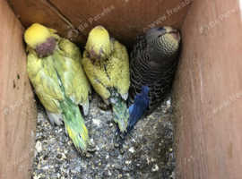 Budgies for Sale - £20 each
