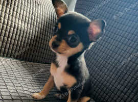 Long coat chihuahua 2024 for sale near me