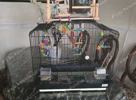 Canarie Parrot With Cage