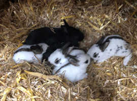 English spot baby rabbits