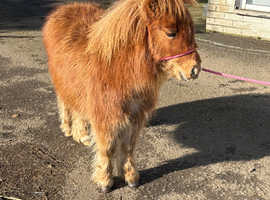 Chestnut yearling filly