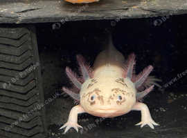 Axolotls for sale