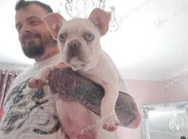 Looking to rehome my french bulldogs not related