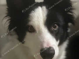 Border collie girl almost 4 years old