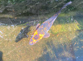 One koi carp 6-7 inch
