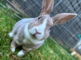 Beautiful Rex Rabbit For Rehoming