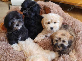 Coton de Tulear cross Toy poodle/ Cotonoodle/Cotonpoo