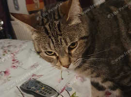 Bengal x chausie 5year old female cat