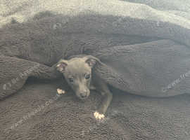 1 beautiful kc Italian greyhound girl looking for her forever home