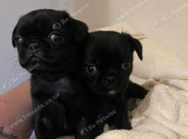 Pure Bred Beautiful Pug Puppies Ready