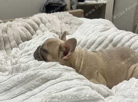 Bambi the Frenchie pup