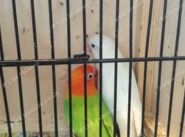 OPALINE FISCHER LOVEBIRDS, breeding pairs,young pairs, young birds
