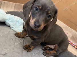 Miniature dachshunds