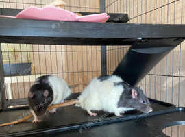 4 rats plus large cage