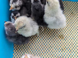 11x day old pure pekin bantam chicks