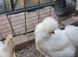 Silkie hens for sale