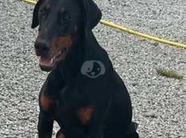 Top quality Doberman female available