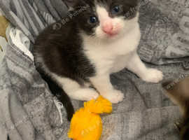 Girl kitten ready
