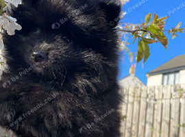 Pomeranian boy for sale