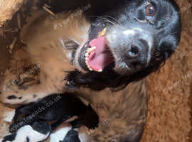Working Sprocker puppies *3 girls left*