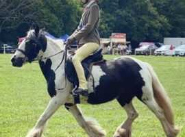 12.3hh ride and drive 4 year old mare