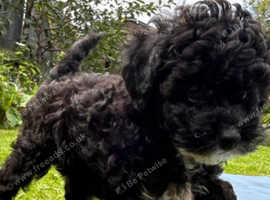 Ready now toy maltipoo f1b dna clear