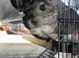 Chinchilla 1-2yr old