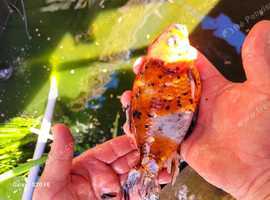 Pond fish shrubkins and goldfish