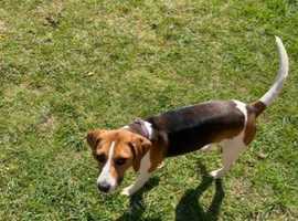 9 Month Old Beagle in Shifnal on Freeads Classifieds - Beagles classifieds