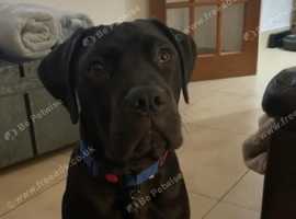Ilford/Gants hill area - Cane Corso - 2years old for sale