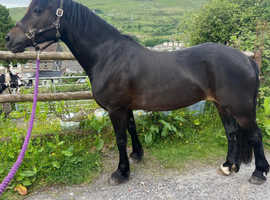 Beautiful Broodmare