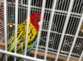Rosella parrot Girl 14 months old with cage