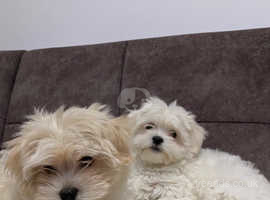 Baby maltese for 2024 sale near me