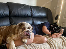 Bulldog pending collection