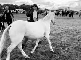 Cremello Welsh Section A broodmare for sale